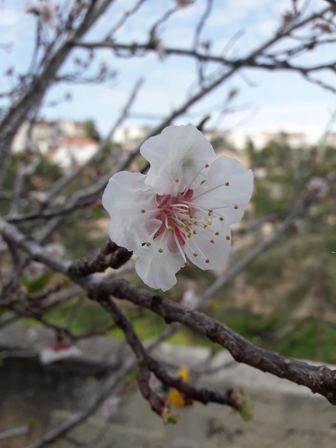 Yaakov'S Apartment Migdal Ha'Emeq ภายนอก รูปภาพ